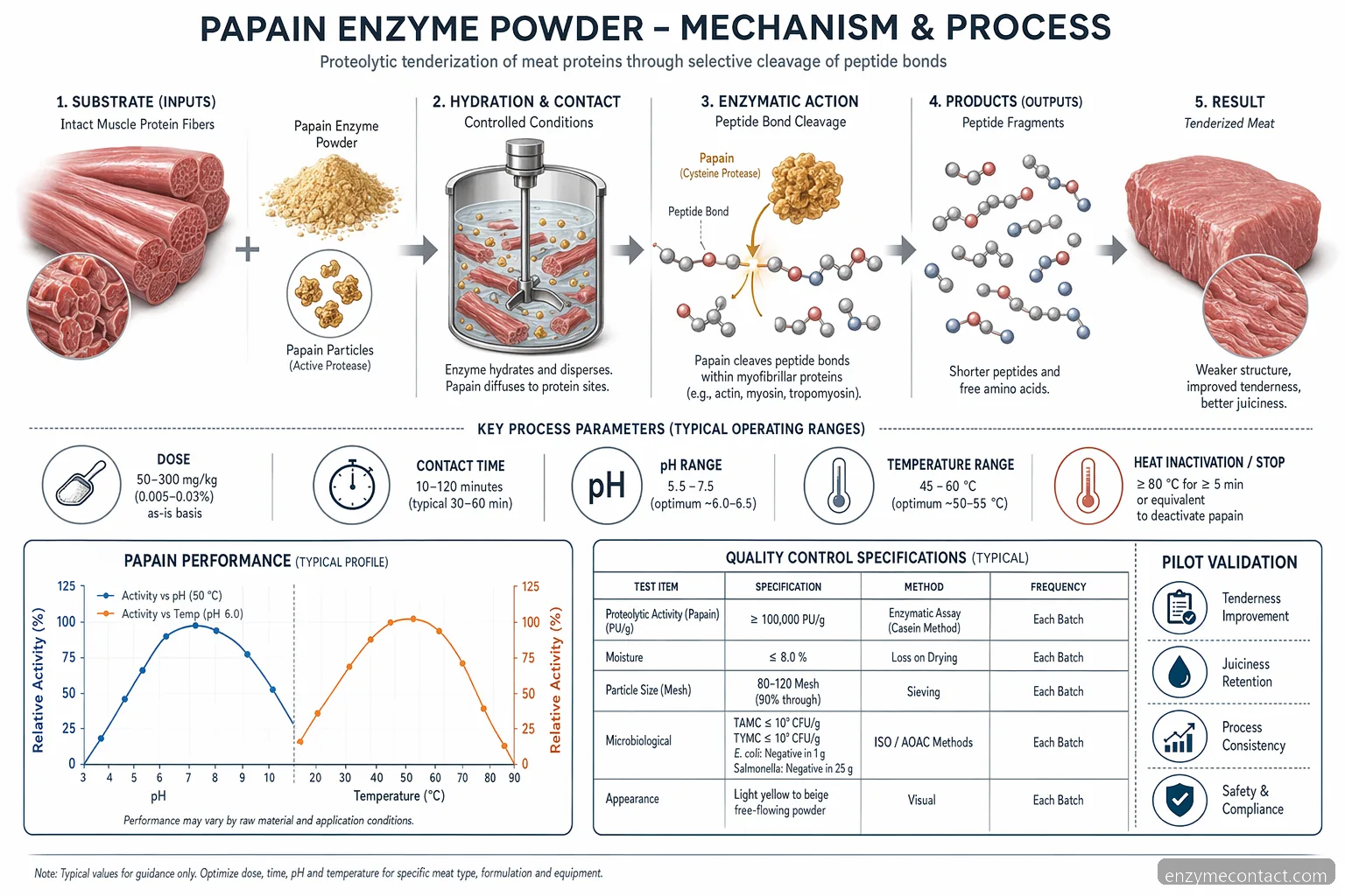 buy papain enzyme powder for meat tenderization: substrate-to-peptide flow with pH and temperature controls