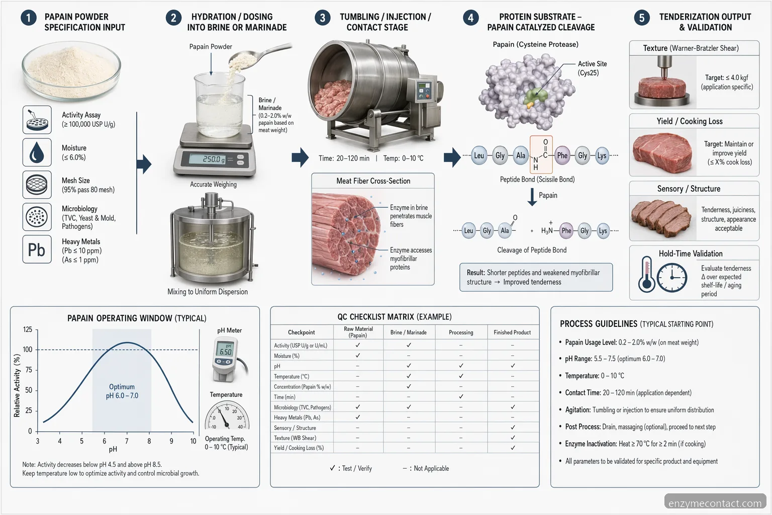 enzyme powder papain meat tenderization process showing dosing, pH-temperature window, protein cleavage, and QC checks