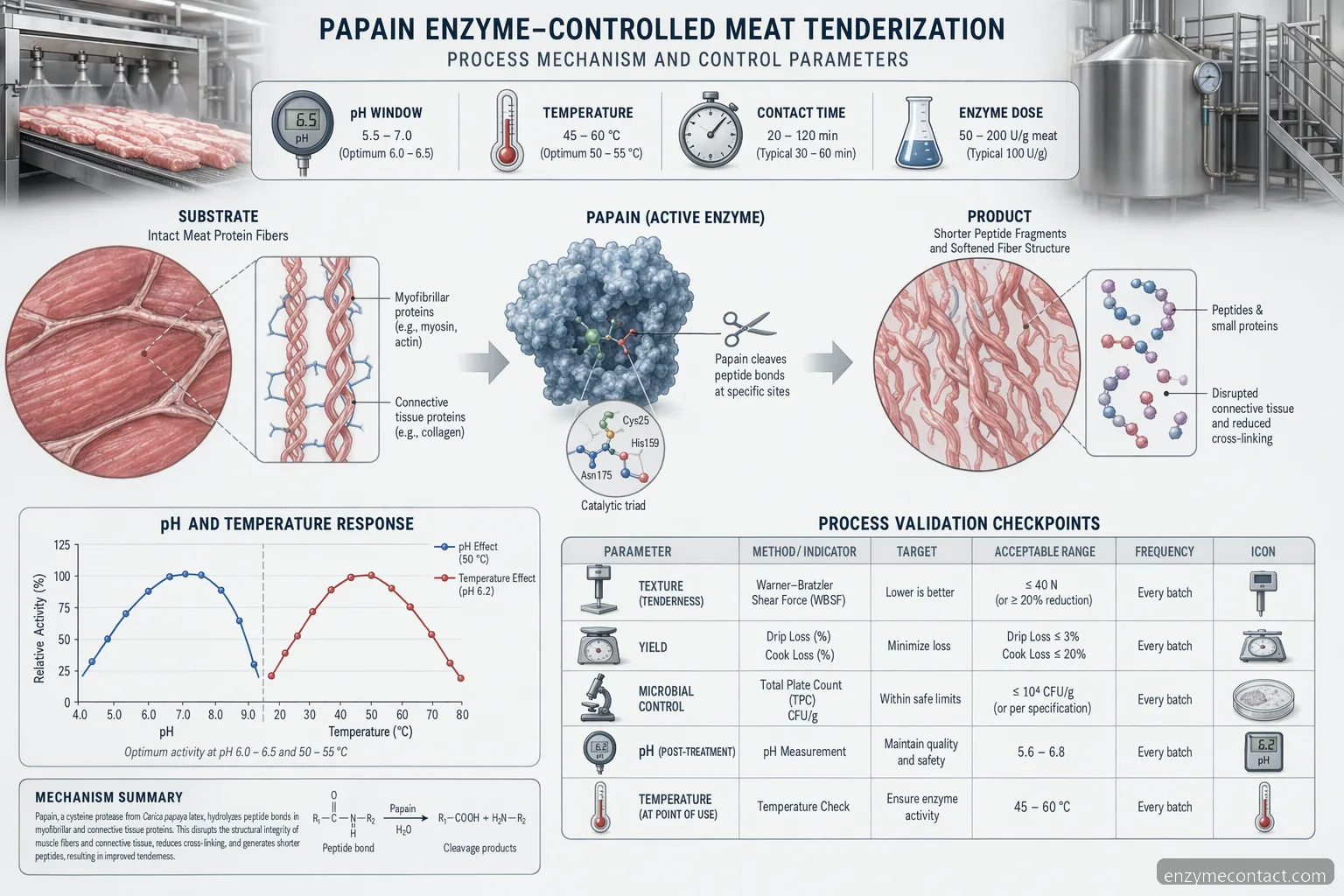 papain enzyme meat tenderization process showing protein cleavage, contact time, pH, and temperature control