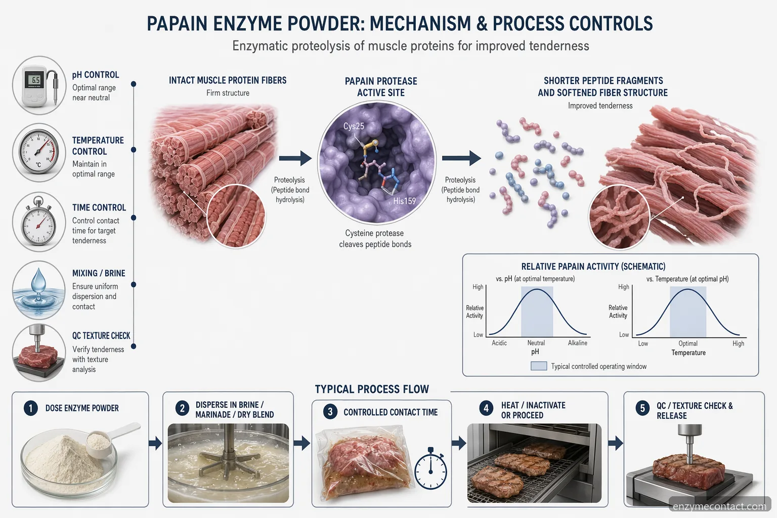 papain enzyme powder meat tenderization mechanism showing protein breakdown, pH and temperature control points