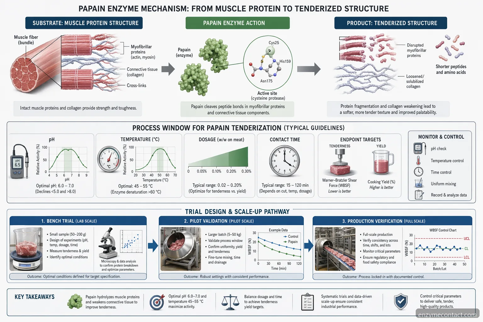 papain enzyme supplier meat tenderization diagram showing pH, temperature, dosage, and reaction flow from muscle proteins